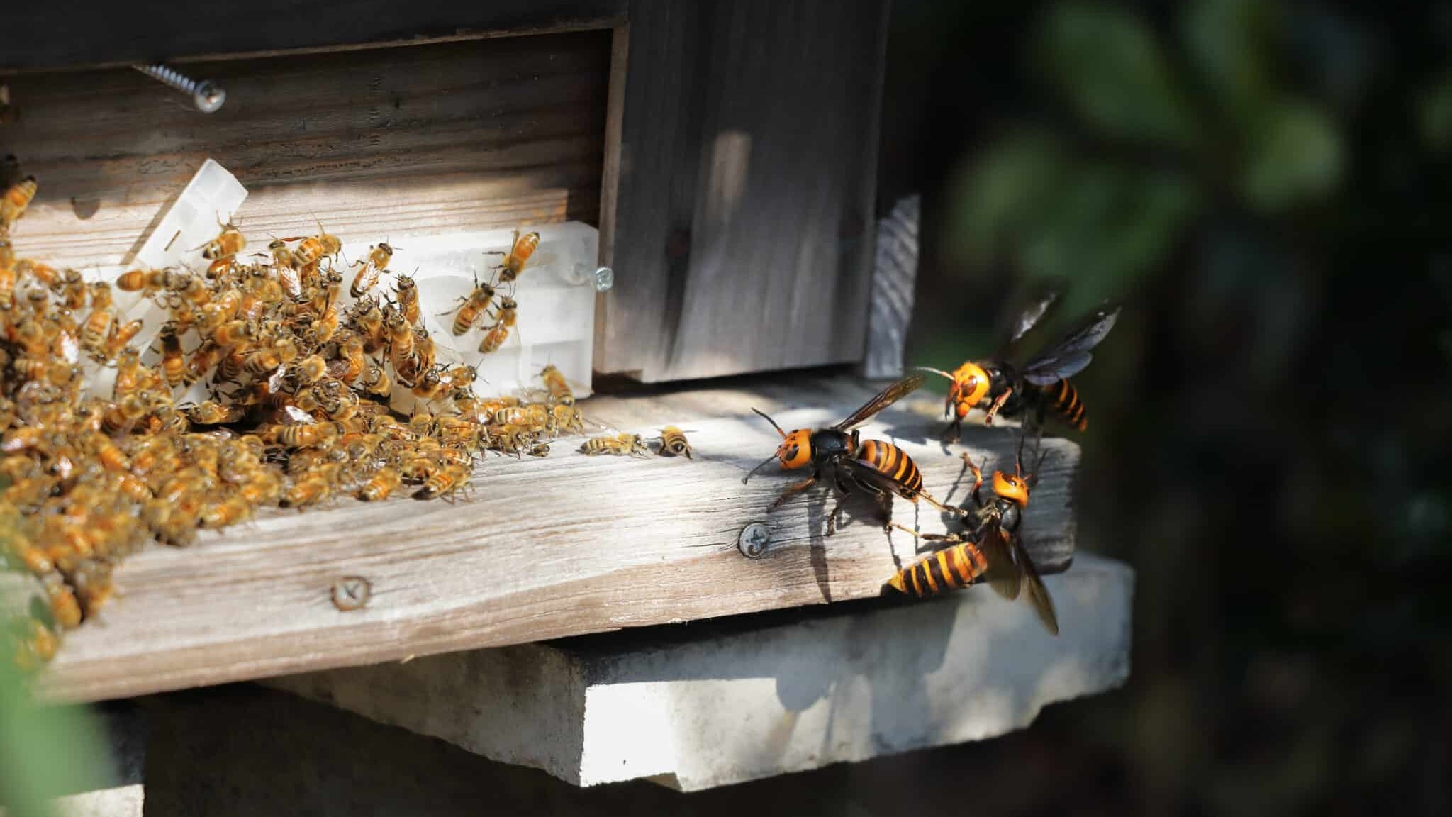 Ce boîtier à 30 € clipsé sur votre téléphone fait ce qu'aucun piège à frelons n'a jamais réussi