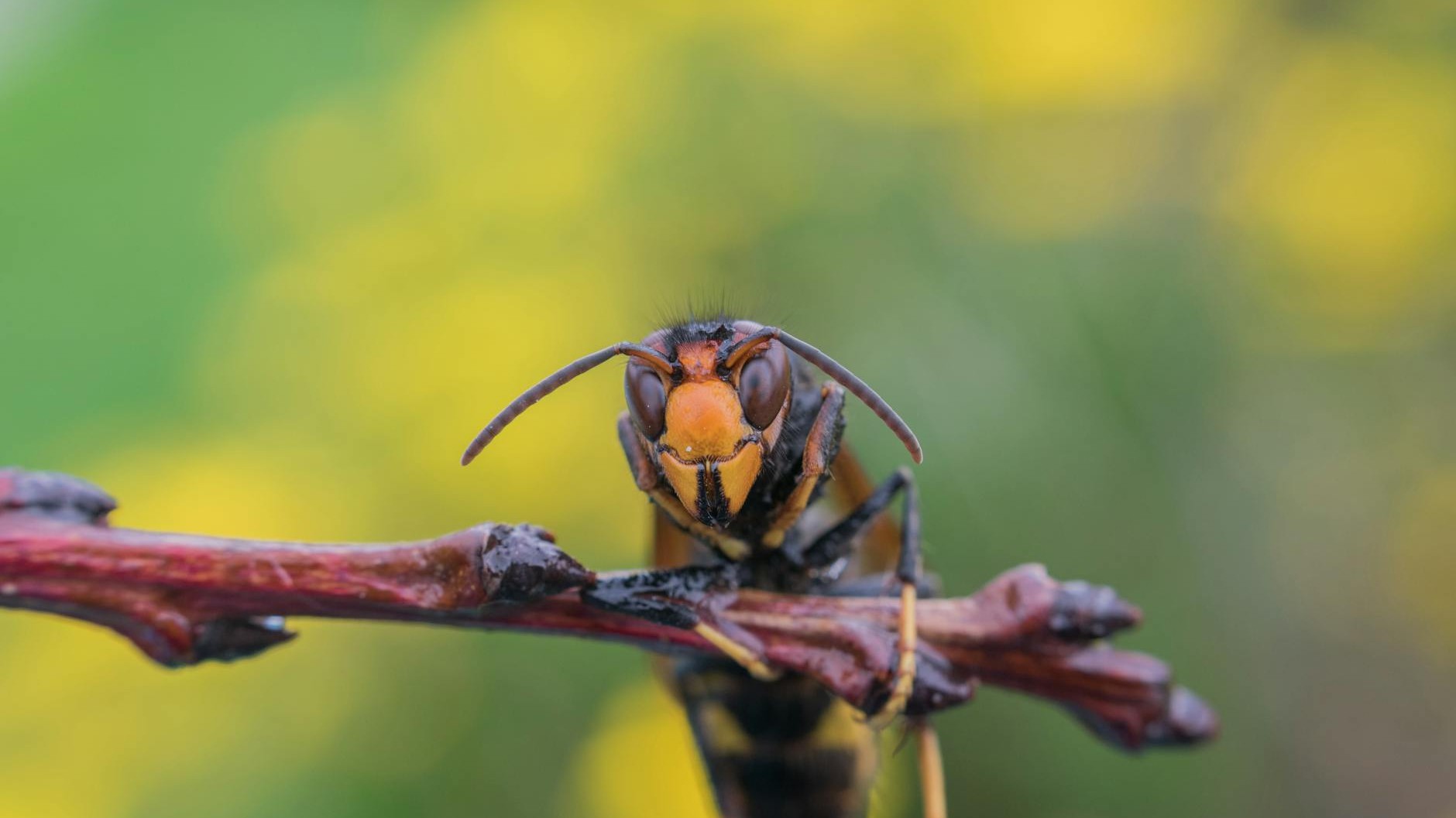 Ce capteur à 30 € détecte les frelons asiatiques dans votre jardin, mais lisez bien ce qu'il enregistre d'autre