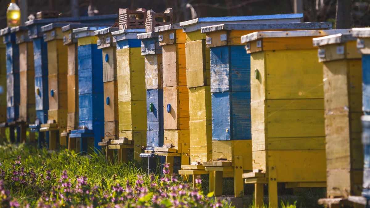 Les apiculteurs fixent ce petit boîtier sur la ruche et reçoivent une alerte 48h avant que le nid de frelons n'existe