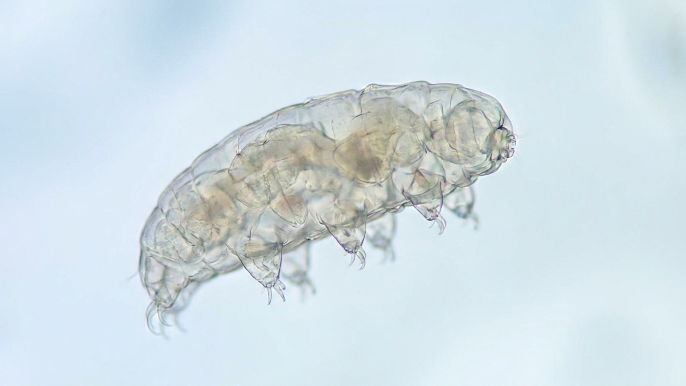 Des cellules humaines rendues quasi indestructibles grâce au tardigrade : si vous portez un implant connecté, lisez ceci