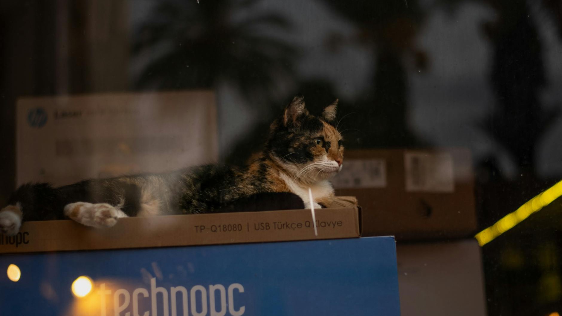 « Tu sais qu'on voit tout là-dessus ? » : mon coloc a ouvert l'appli de la litière du chat et m'a montré ce qu'elle enregi...