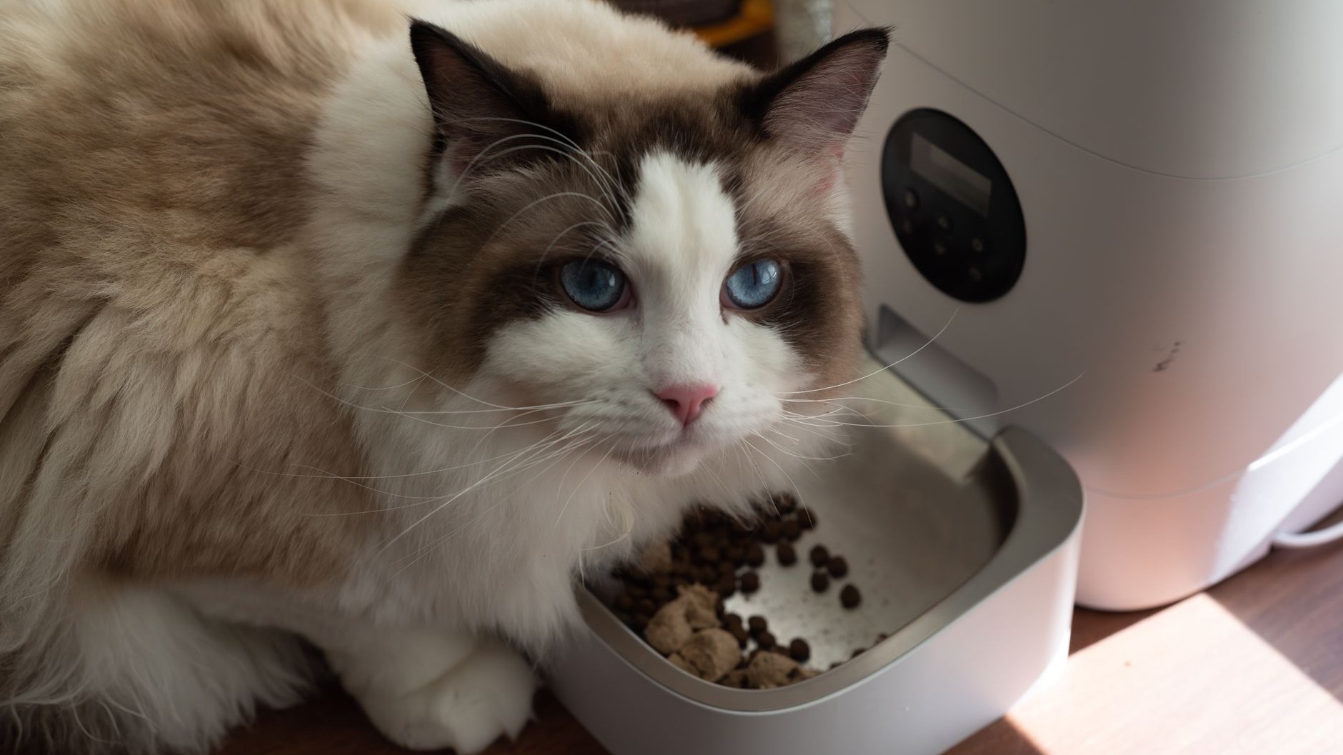 J'ai installé un distributeur de croquettes connecté avant de partir en vacances : le jour où la box a lâché, j'ai compris...