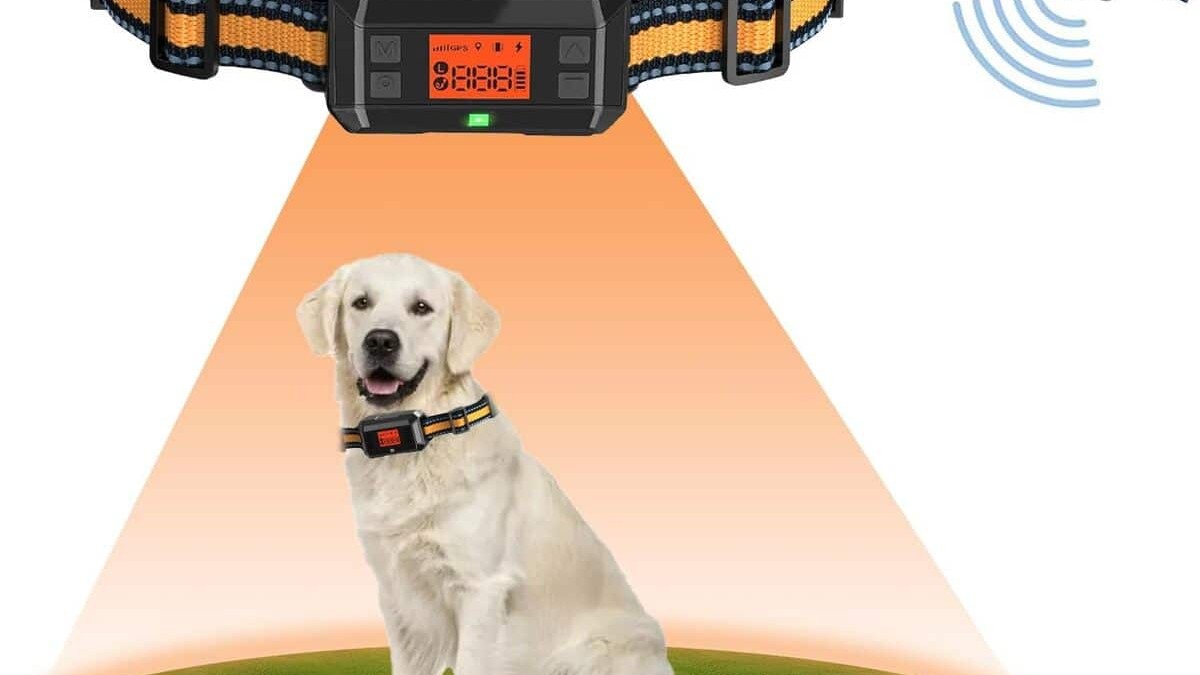 J'ai fixé un collier GPS connecté à mon chien juste pour être tranquille en balade : le jour où il a disparu en forêt, j'a...