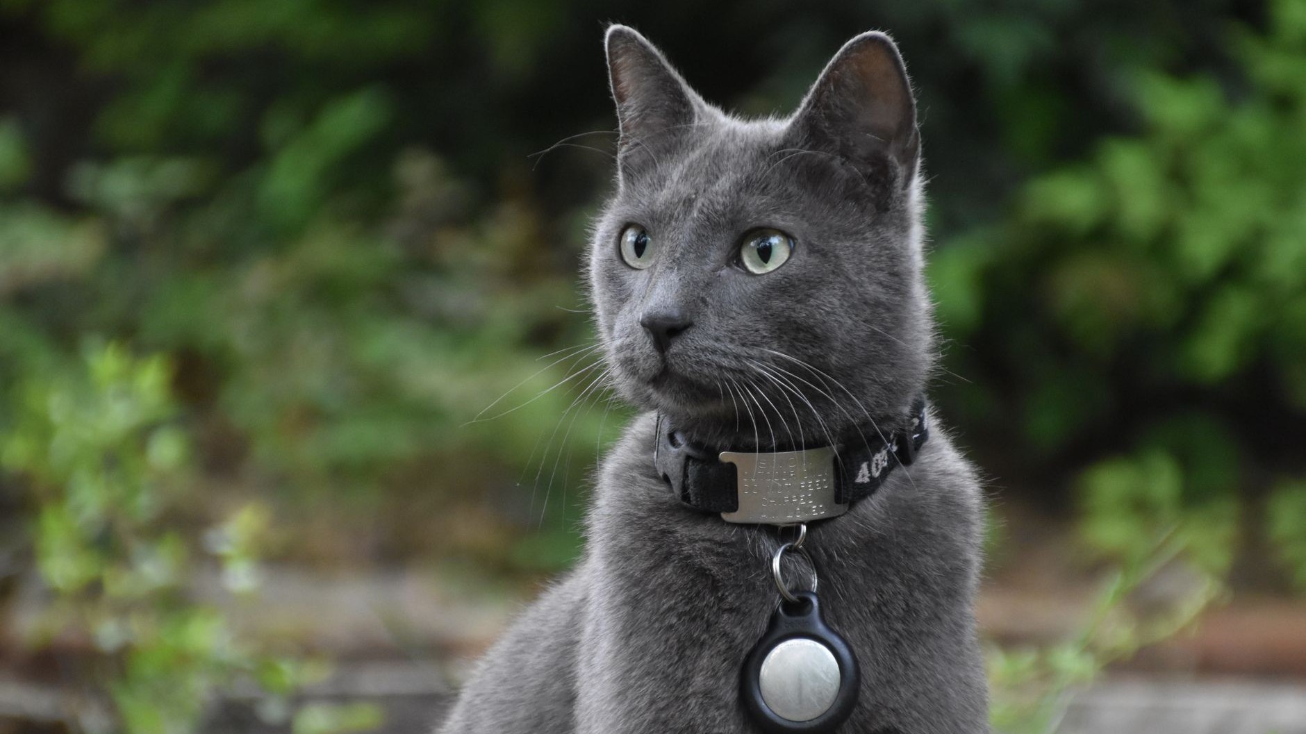 J'ai laissé expirer l'abonnement du collier GPS de mon chat sans y penser : l'appli affichait toujours un point sur la car...