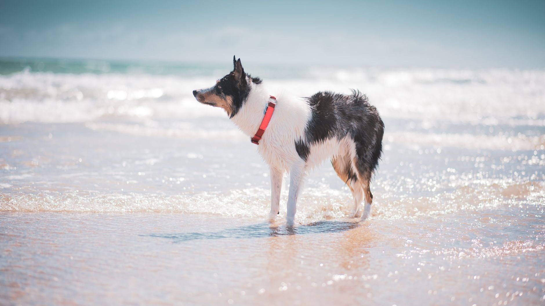 J'ai offert un collier GPS à mon chien juste pour le retrouver s'il file : l'appli affichera encore sa position l'automne ...